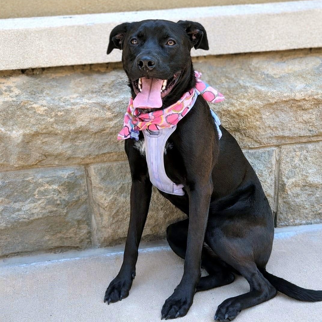 Sleepy, a Adoptable mixed breed in Helena, AL image 5/5