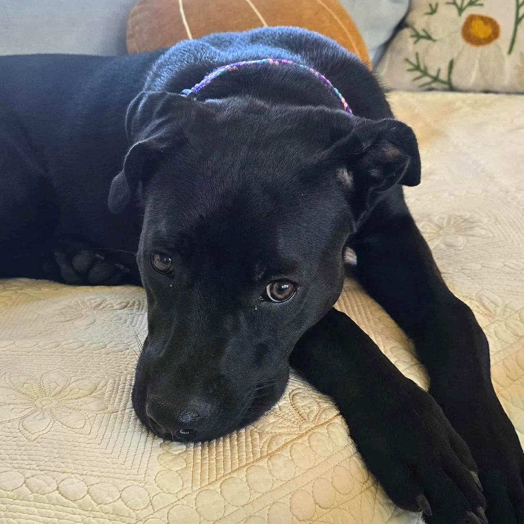 Enlarge Sleepy, a Adoptable mixed breed in Helena, AL image 5/6