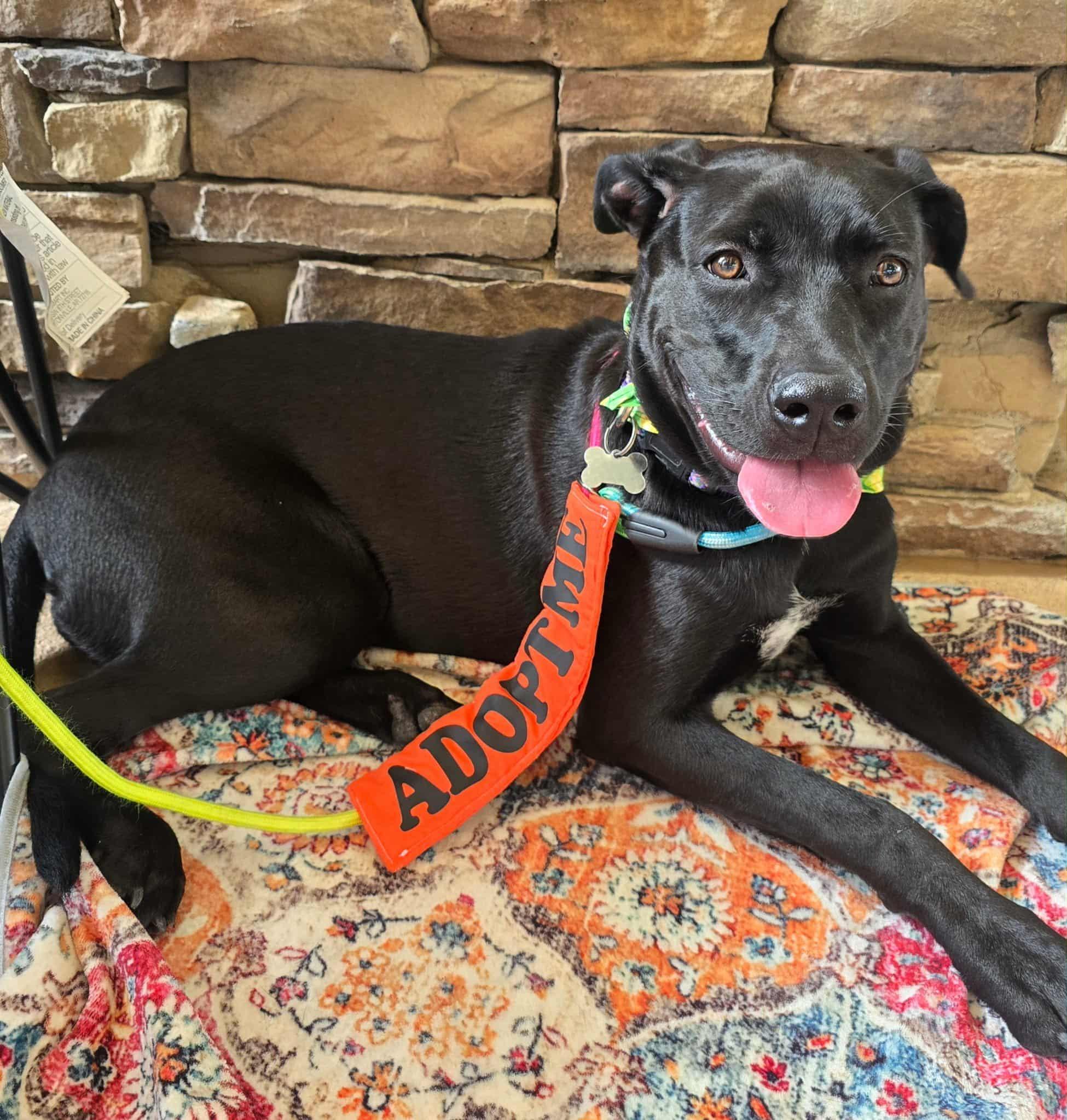 Enlarge Sleepy, a Adoptable mixed breed in Helena, AL image 3/6