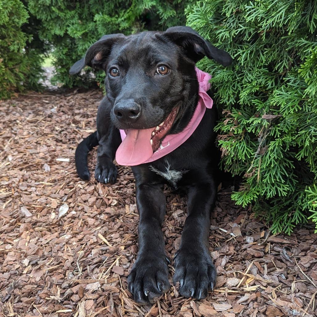 Enlarge Sleepy, a Adoptable mixed breed in Helena, AL image 1/6
