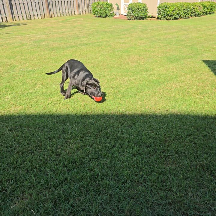 Enlarge Sleepy, a Adoptable mixed breed in Helena, AL video 6/6