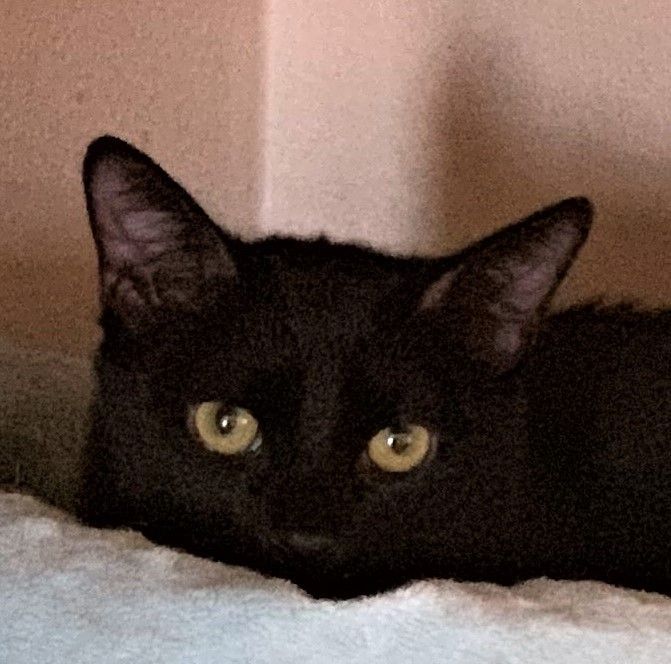 Cleo, a Adoptable Domestic Short Hair in Fairfield, IA image 2/3