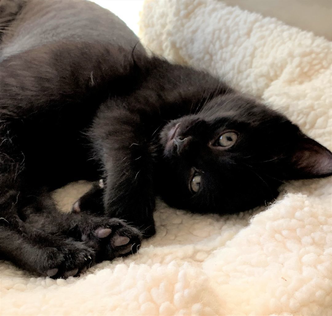 Cleo, a Adoptable Domestic Short Hair in Fairfield, IA image 3/3