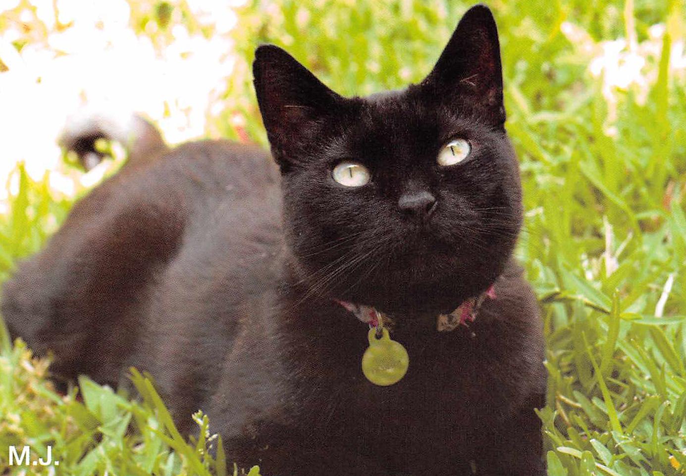 Cleo, a Adoptable Domestic Short Hair in Fairfield, IA image 1/3