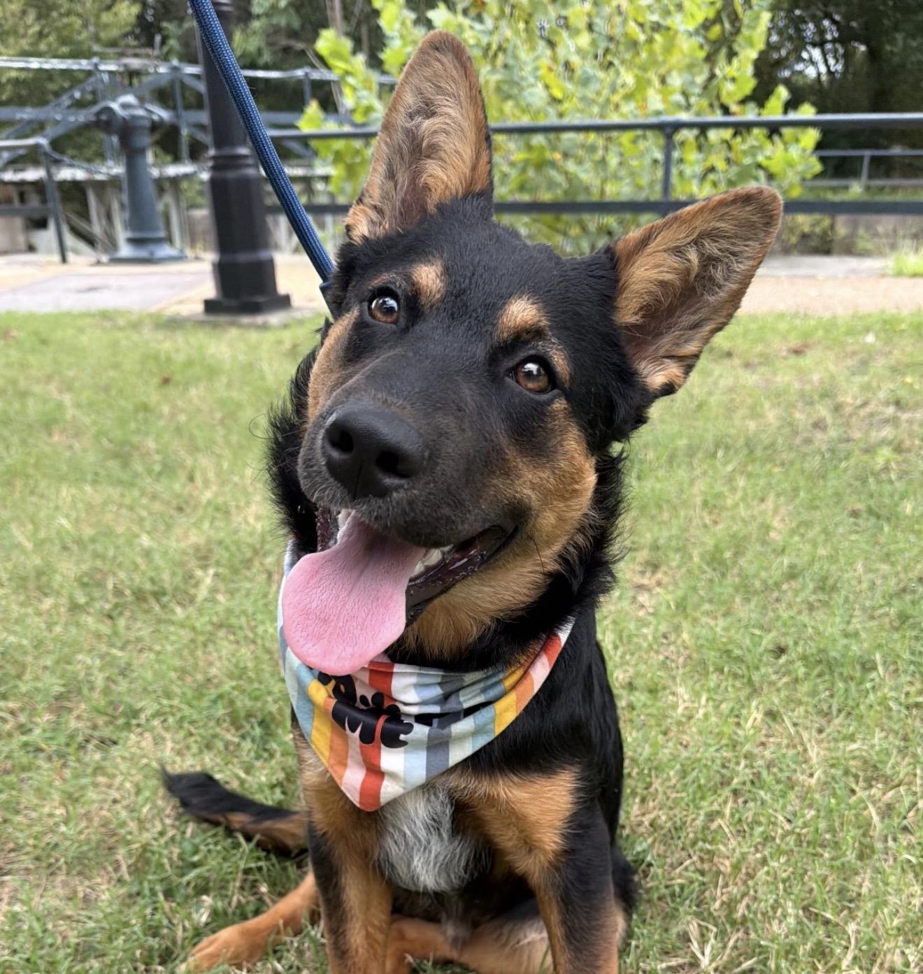 Grizz, Adoptable, Puppy Male Australian Cattle Dog / Blue Heeler & German Shepherd Dog.