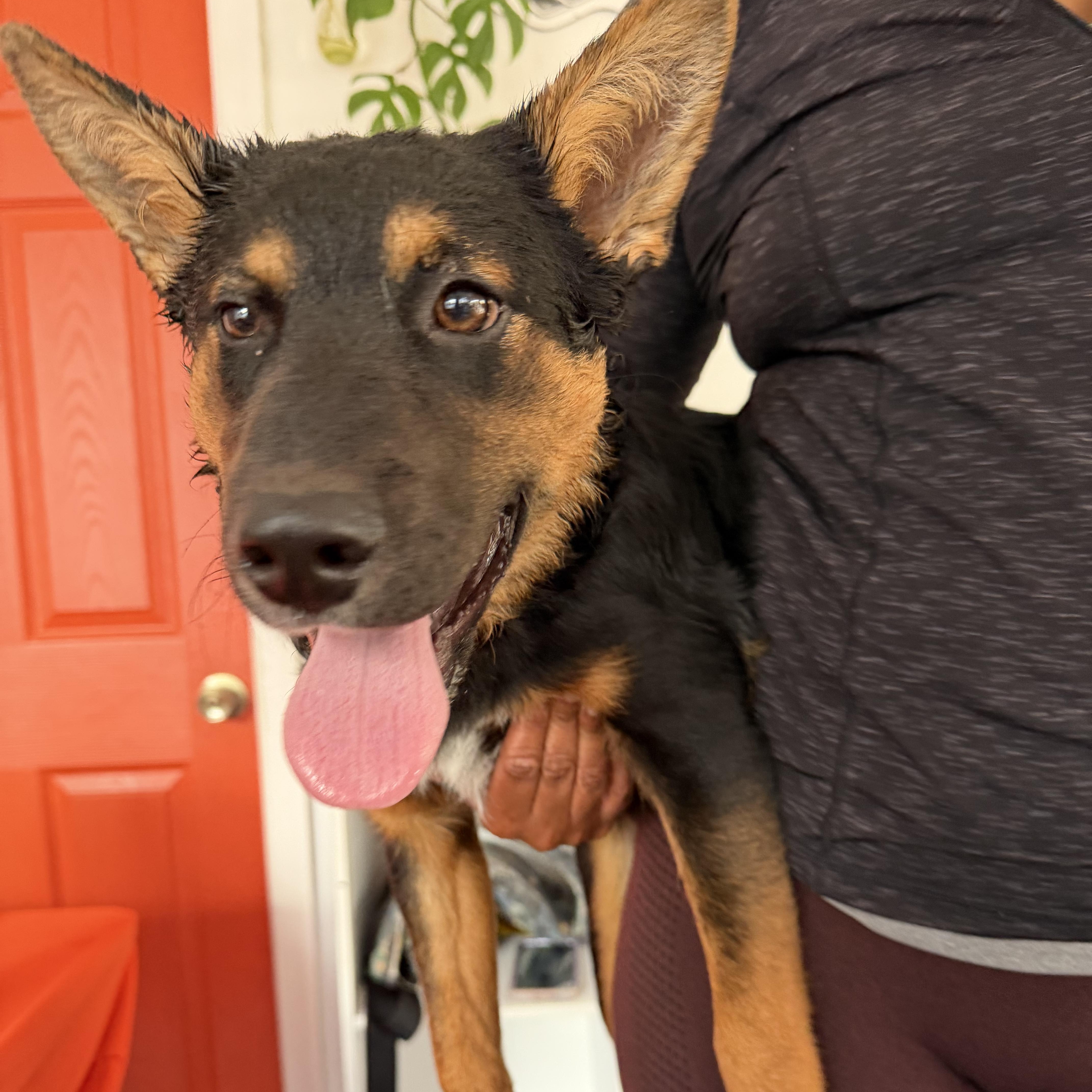 Enlarge Grizz, a Adoptable mixed breed in Richmond, VA image 5/5