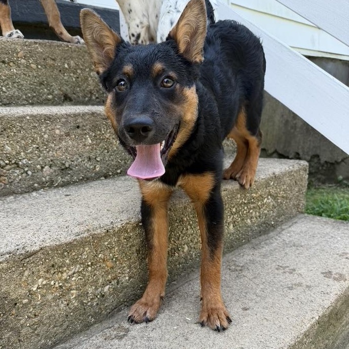 Enlarge Grizz, a Adoptable mixed breed in Richmond, VA image 2/5