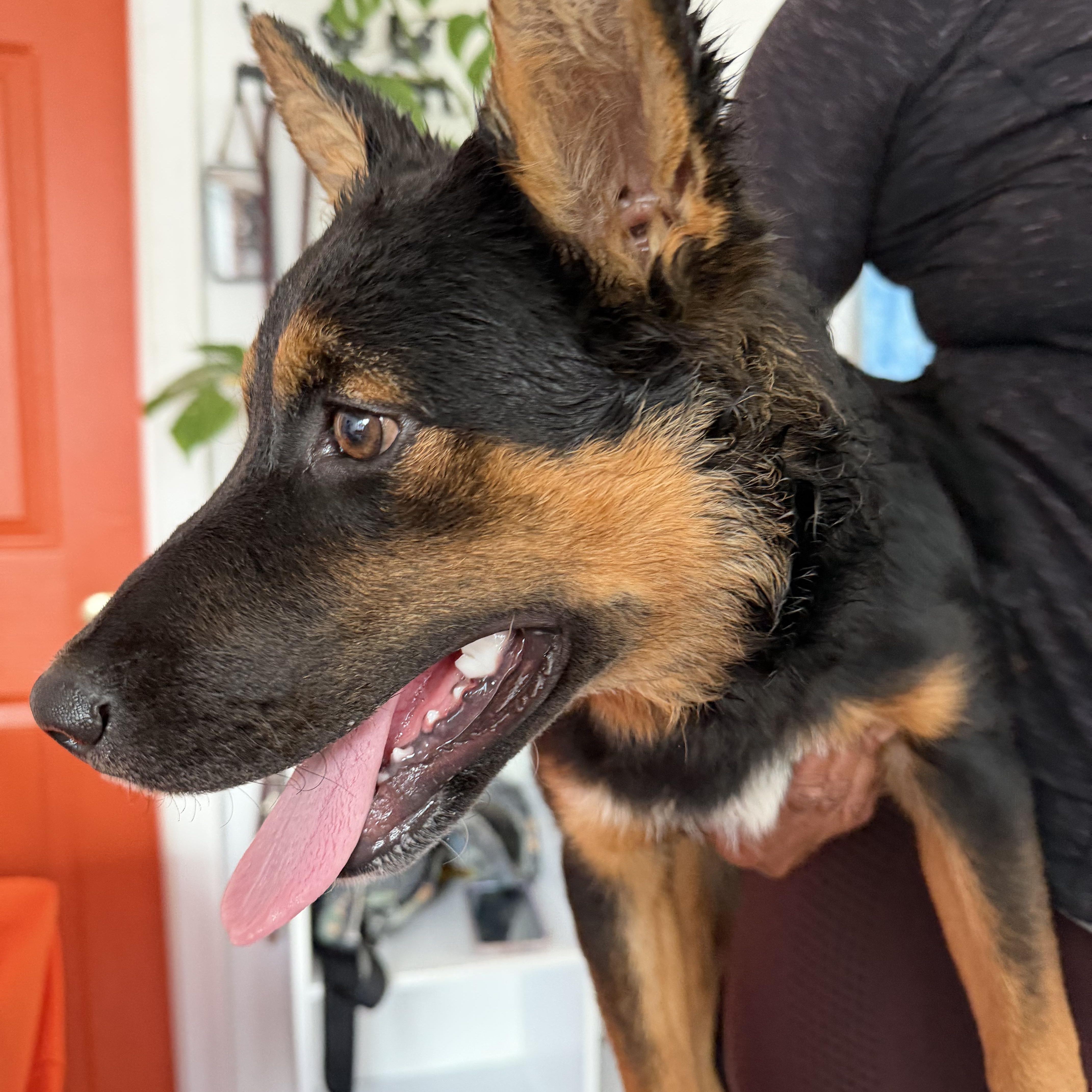 Enlarge Grizz, a Adoptable mixed breed in Richmond, VA image 3/5