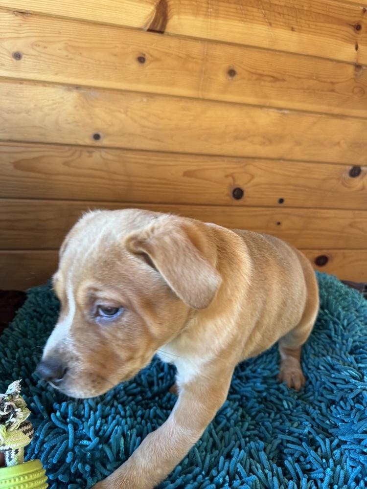 Bing, Adoptable, Puppy Male Pit Bull Terrier.