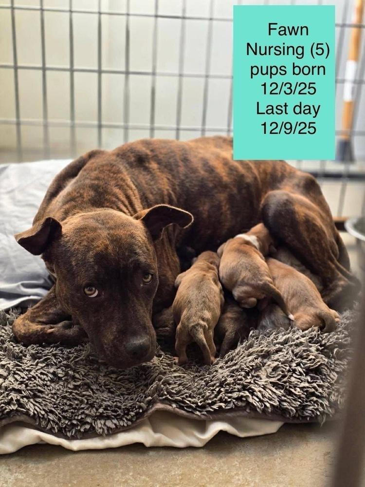 Enlarge Bing, a Adoptable mixed breed in Colorado Springs, CO image 2/3