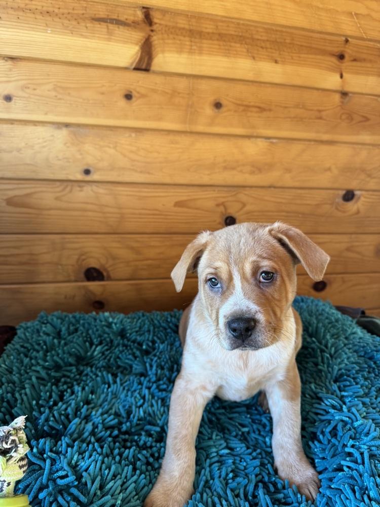 Enlarge Bing, a Adoptable mixed breed in Colorado Springs, CO image 3/3