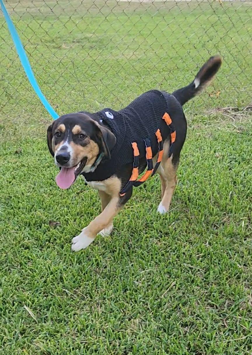 Maple — thumbnail 2