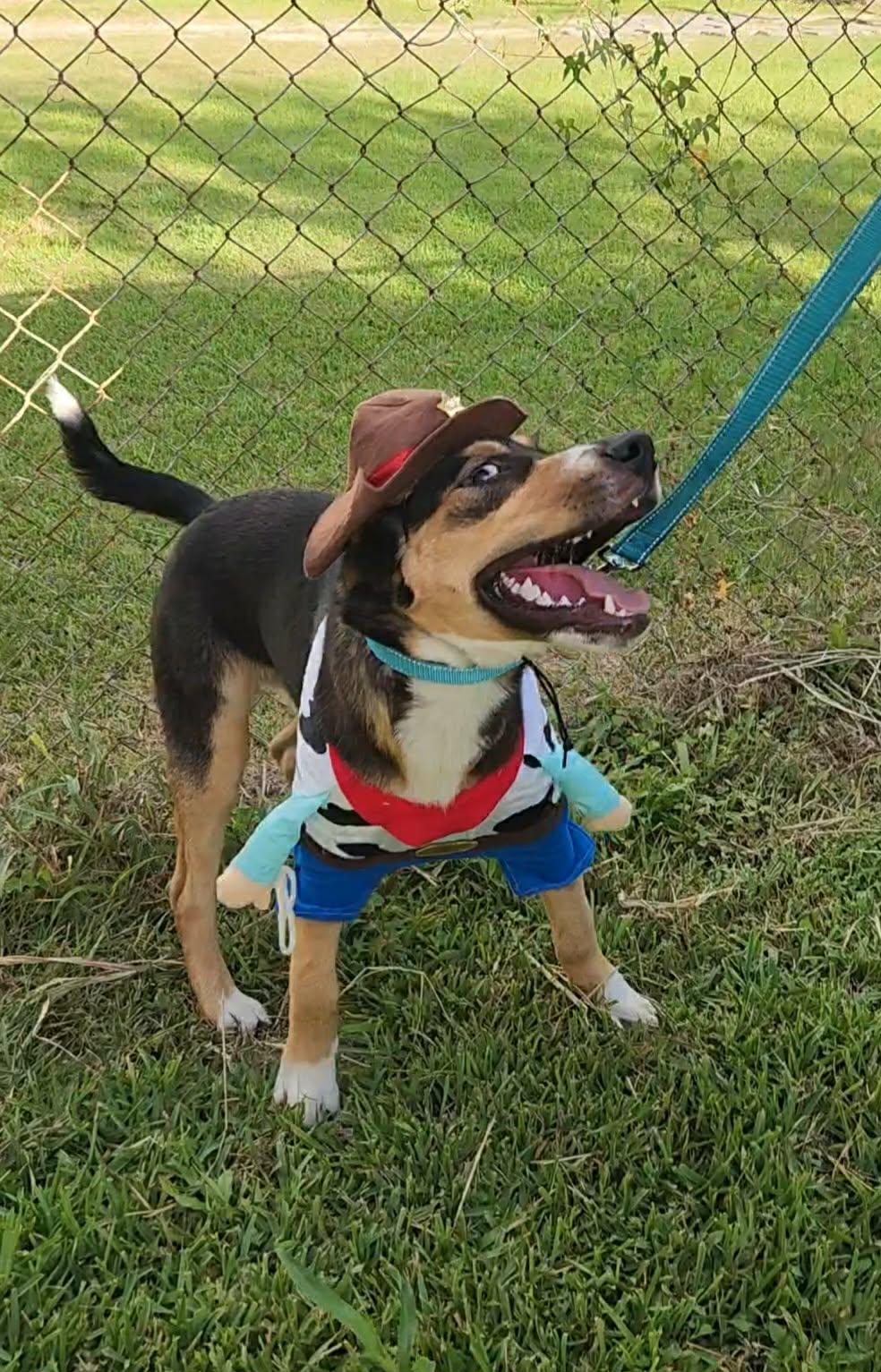 Maple — thumbnail 3