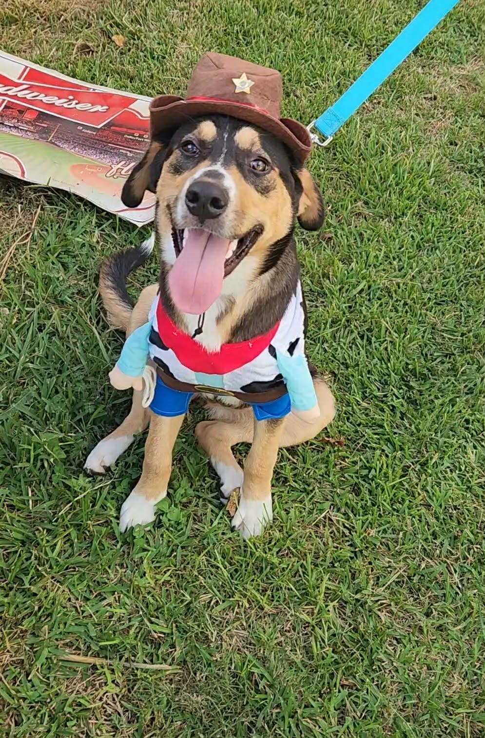 Maple — thumbnail 4