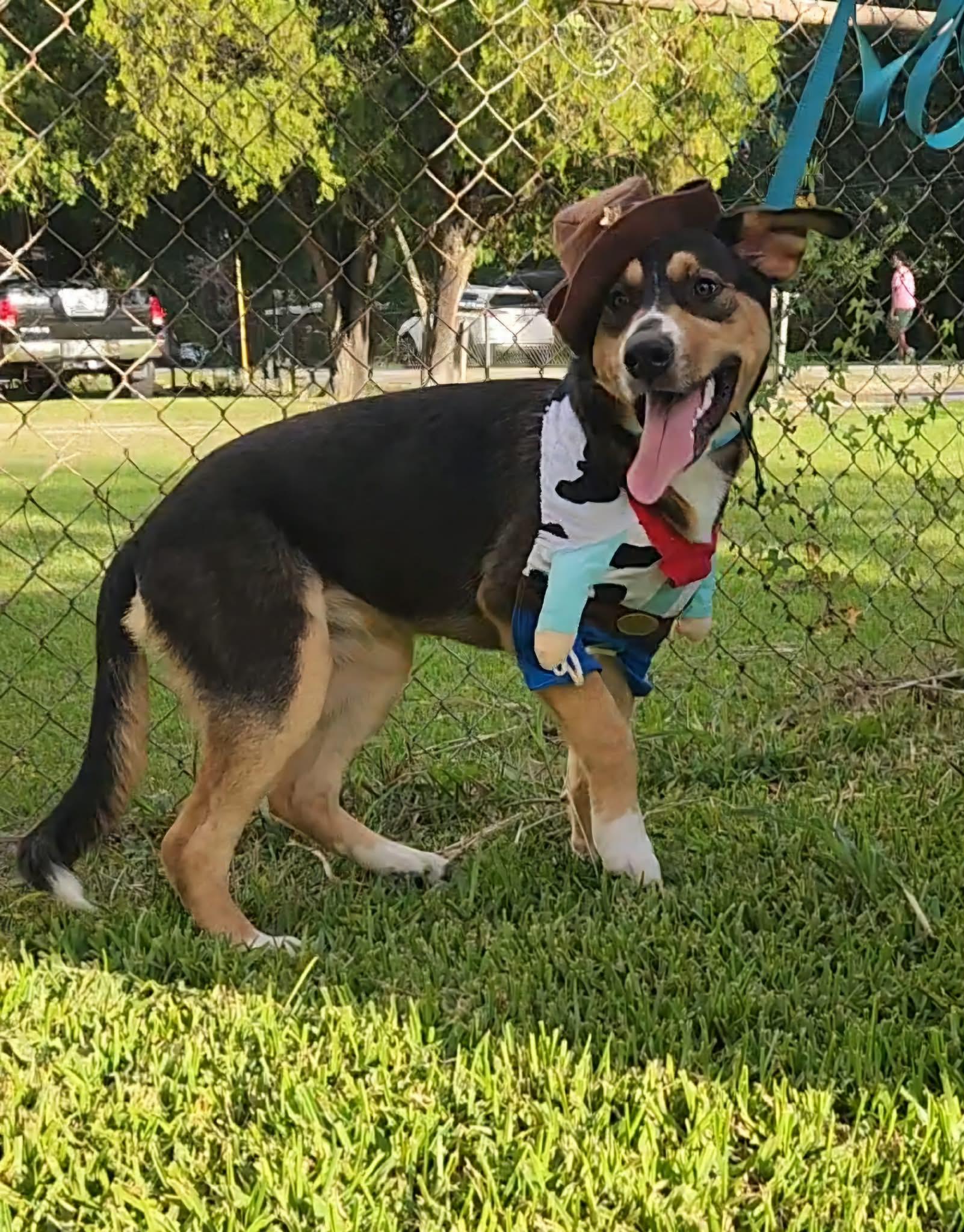 Maple — thumbnail 5