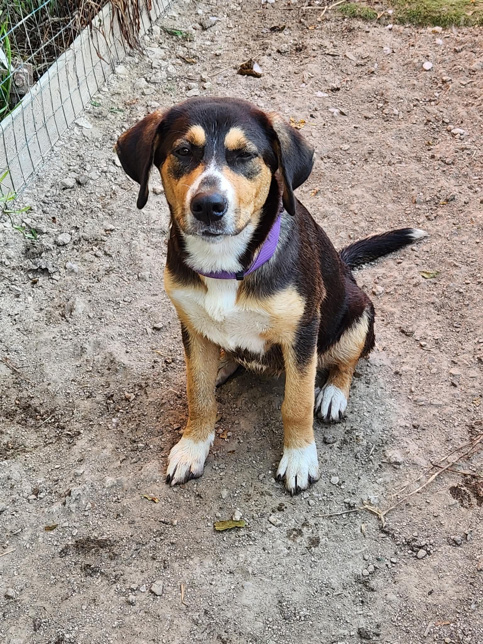 Maple — thumbnail 6