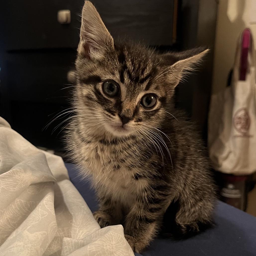 Mousse, Adoptable, Kitten Male Domestic Short Hair.