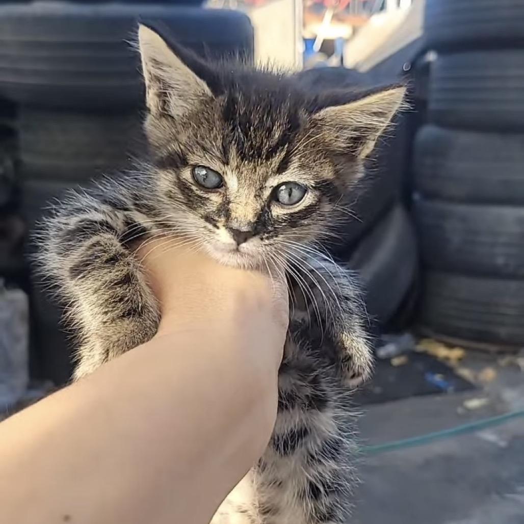 Enlarge Mousse, a Adoptable Domestic Short Hair in Costa Mesa, CA image 2/4