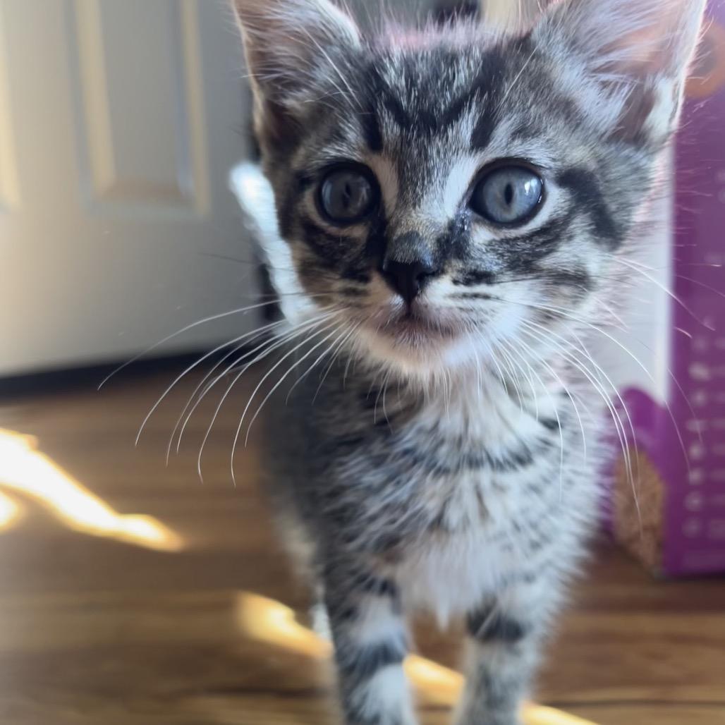 Enlarge Mousse, a Adoptable Domestic Short Hair in Costa Mesa, CA image 4/4
