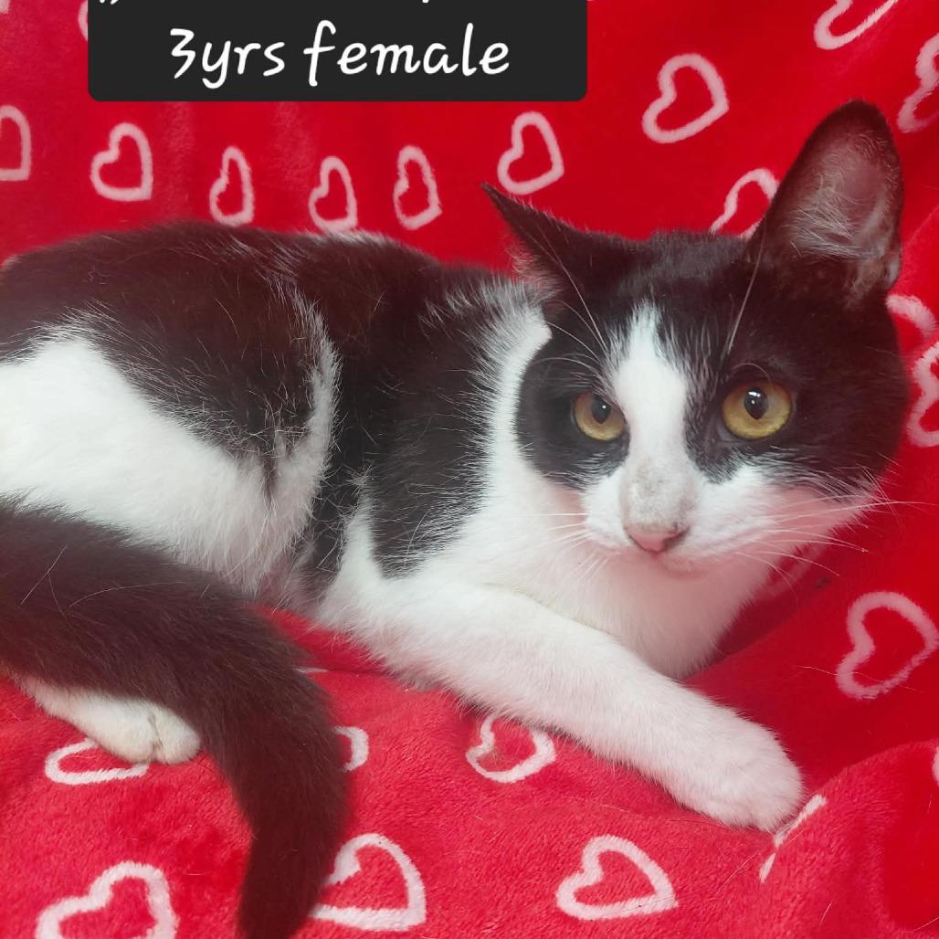 Bramble, Adoptable, Adult Female Domestic Short Hair.