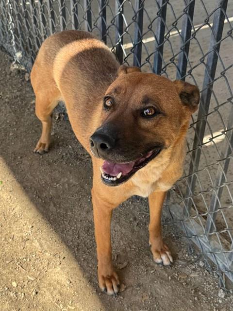 Enlarge DESTINEE, a Adoptable mixed breed in Riverside, CA image 1/1