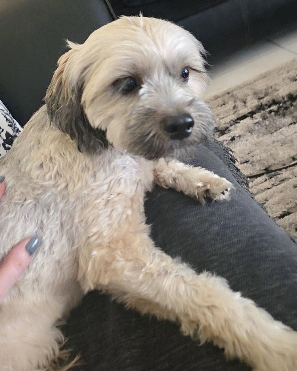 Kenya, Adoptable, Adult Female Shih Tzu.