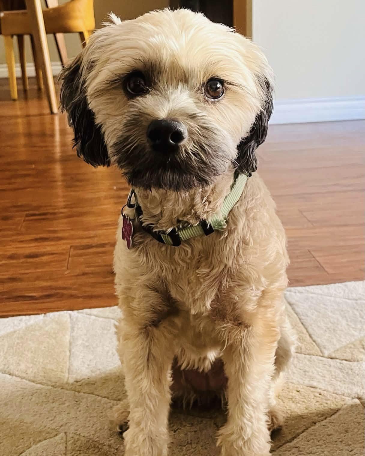 Enlarge Kenya, a Adoptable Shih Tzu in Corona, CA image 2/3