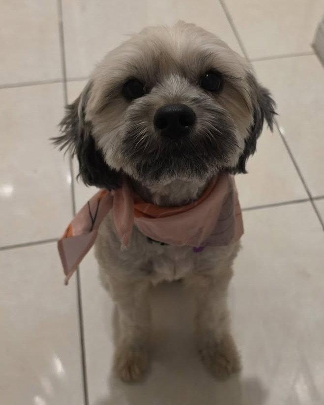 Enlarge Kenya, a Adoptable Shih Tzu in Corona, CA image 3/3