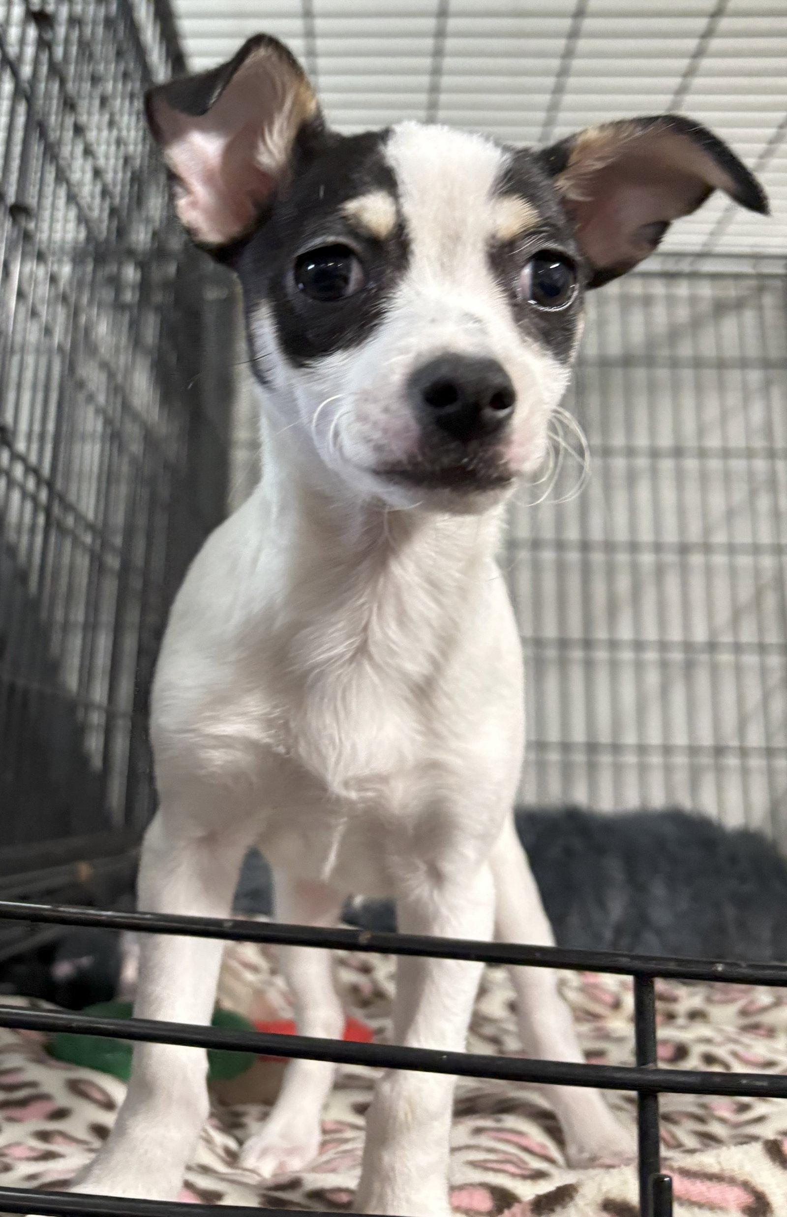 Jack Jack - CCHS, Adopted, Puppy Male Rat Terrier.