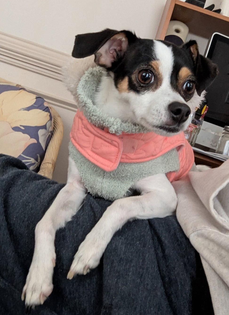 Enlarge Jack Jack - CCHS, a Adopted Rat Terrier in Locust Grove, GA image 2/3