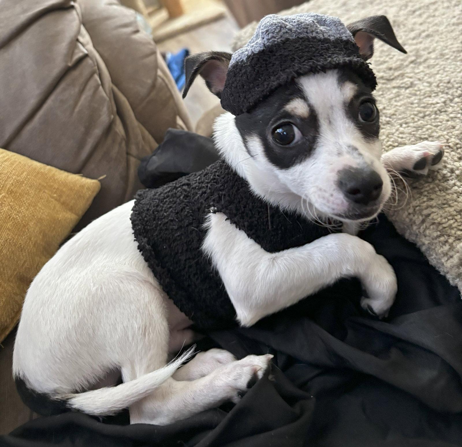 Enlarge Jack Jack - CCHS, a Adopted Rat Terrier in Locust Grove, GA image 3/3