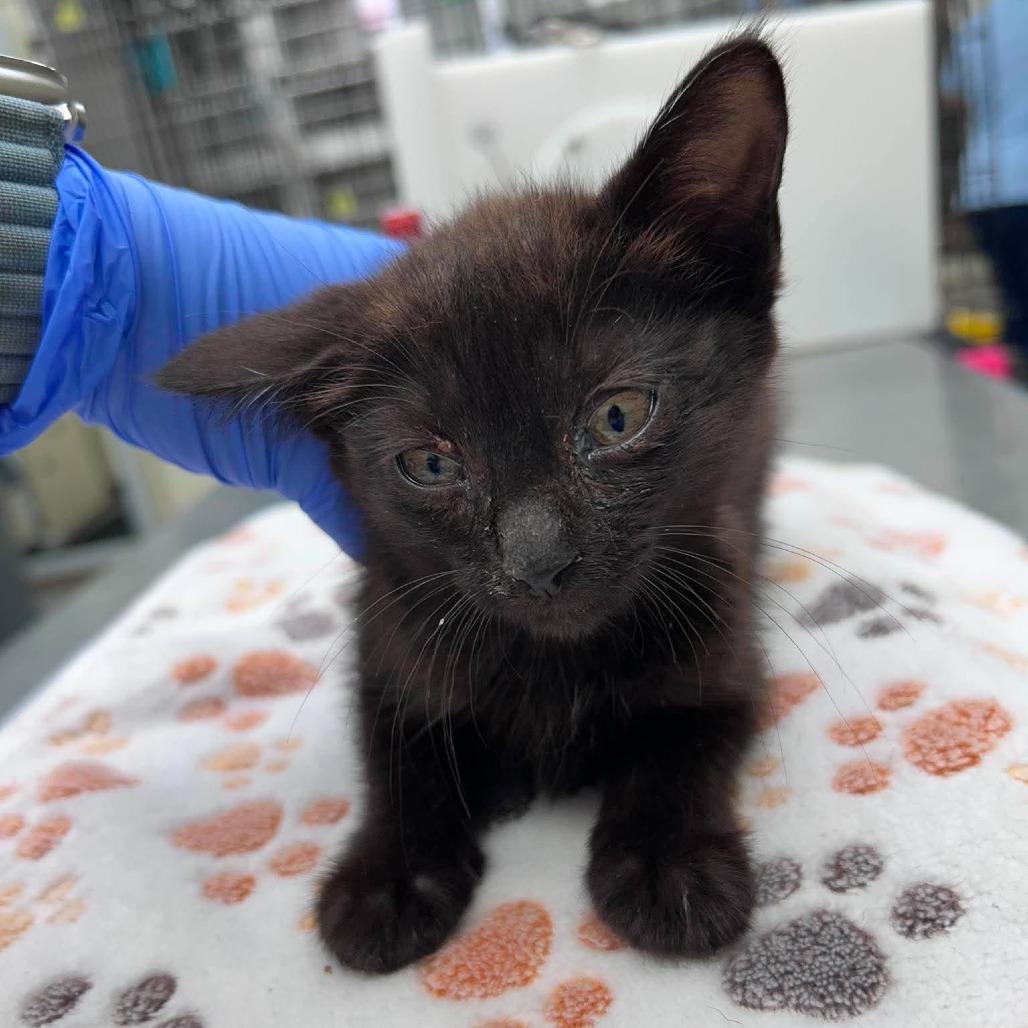 Enlarge Eve 26-06-004, a Adoptable Domestic Short Hair in Bastrop, TX image 1/1
