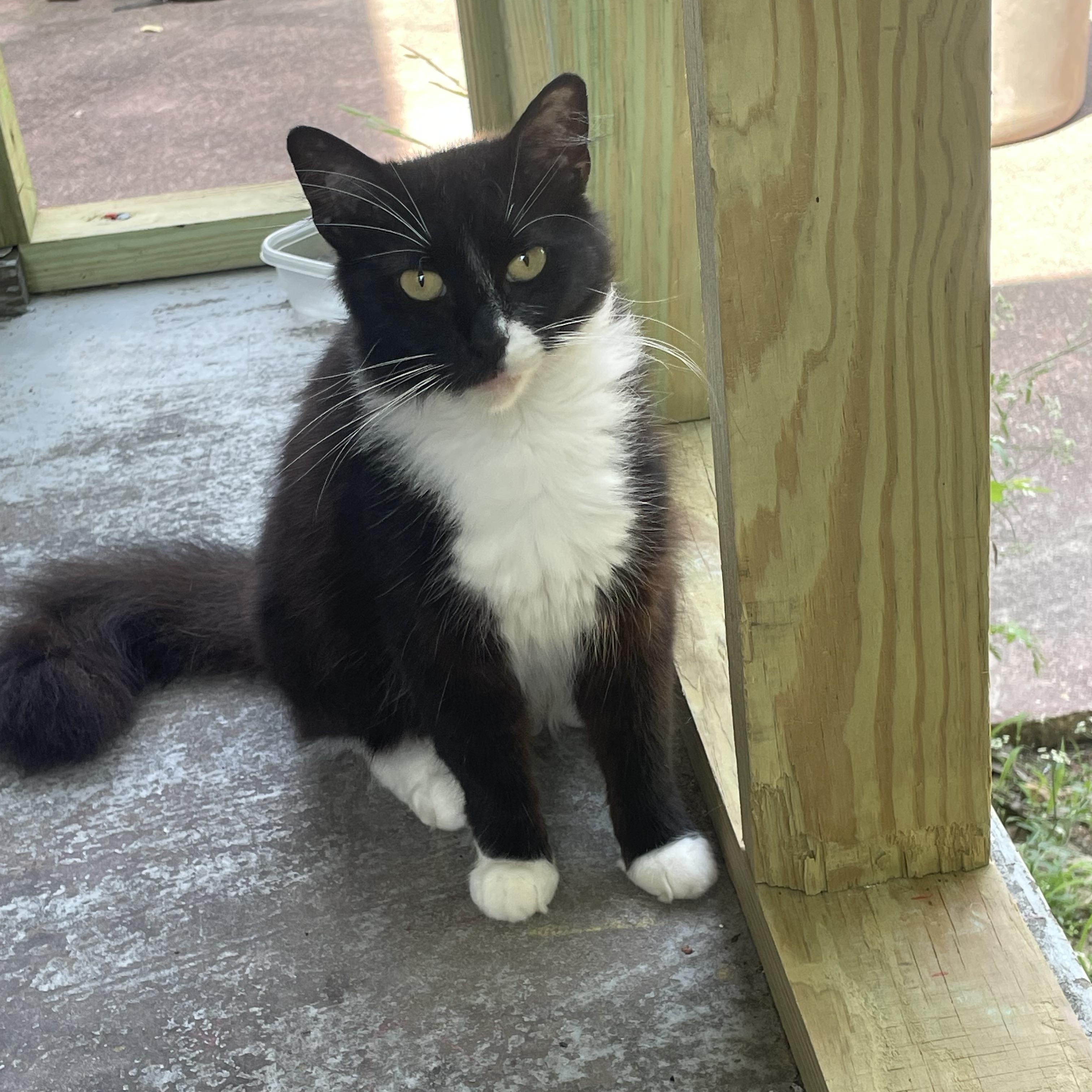 SOX, a Adoptable Tuxedo in Flint, TX image 1/2