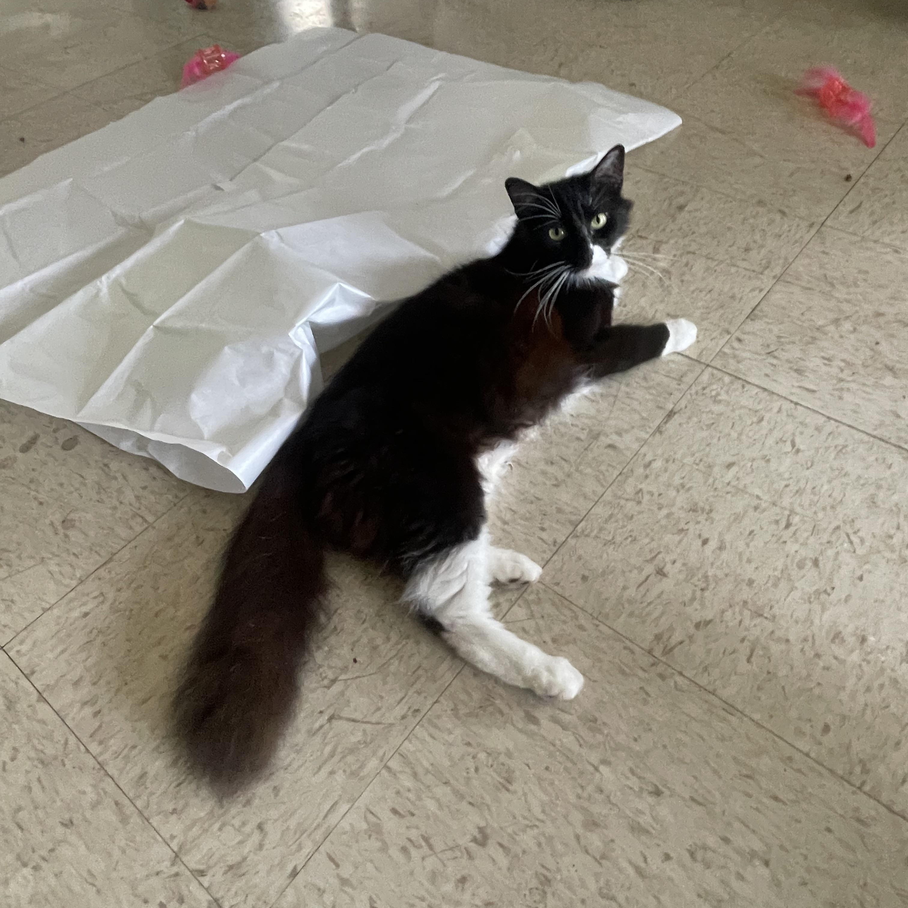 SOX, a Adoptable Tuxedo in Flint, TX image 2/2