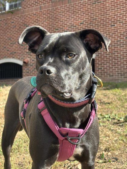 Éire FKA Strawberry — thumbnail 2