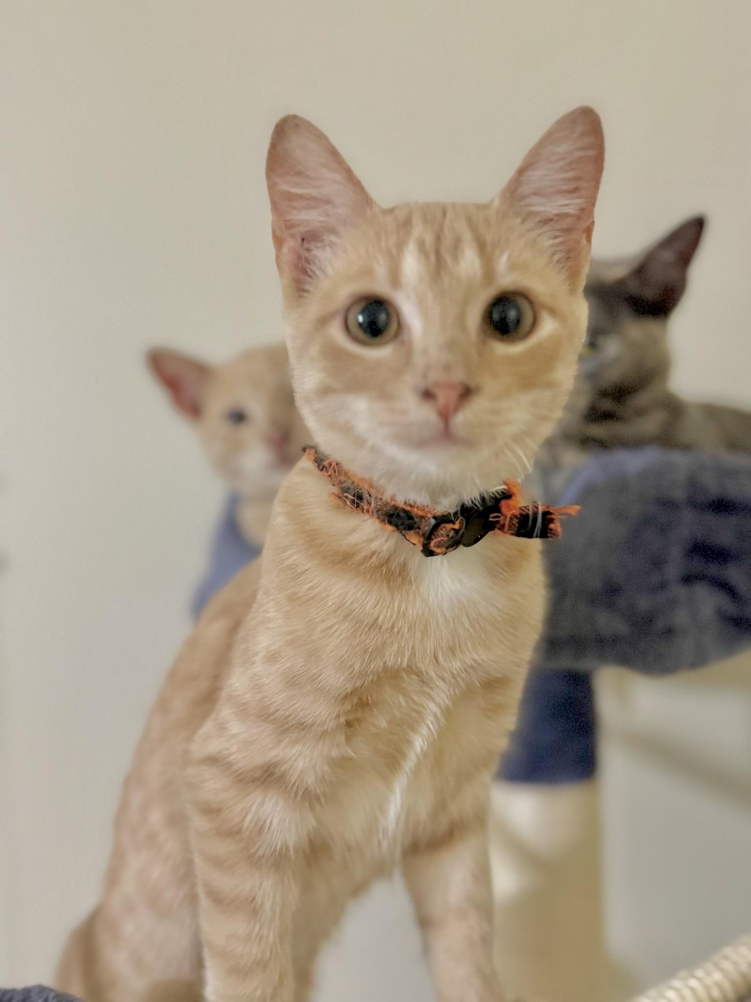 Sunny - Kuykendahl Petsmart