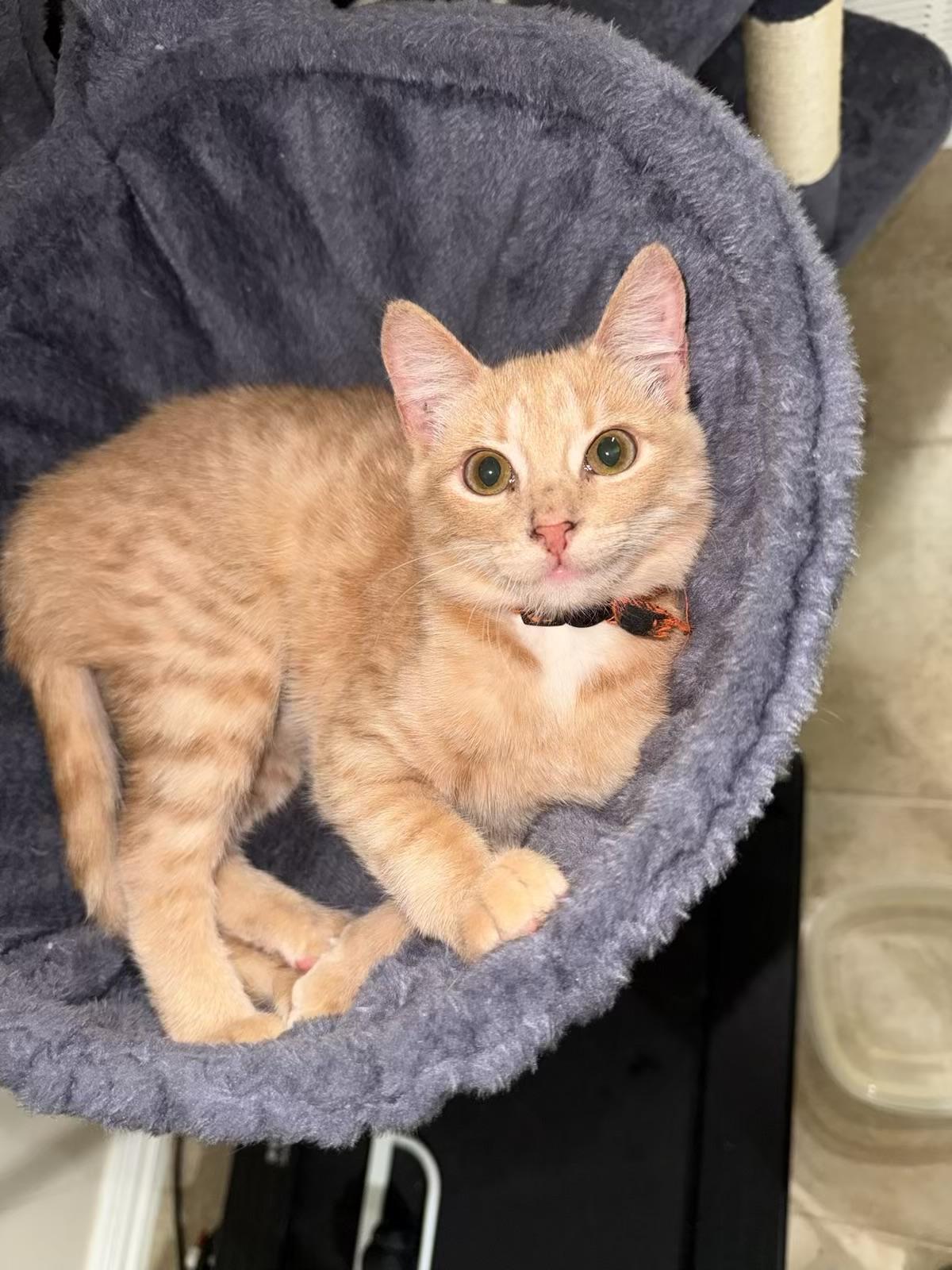 Sunny - Kuykendahl Petsmart — thumbnail 2