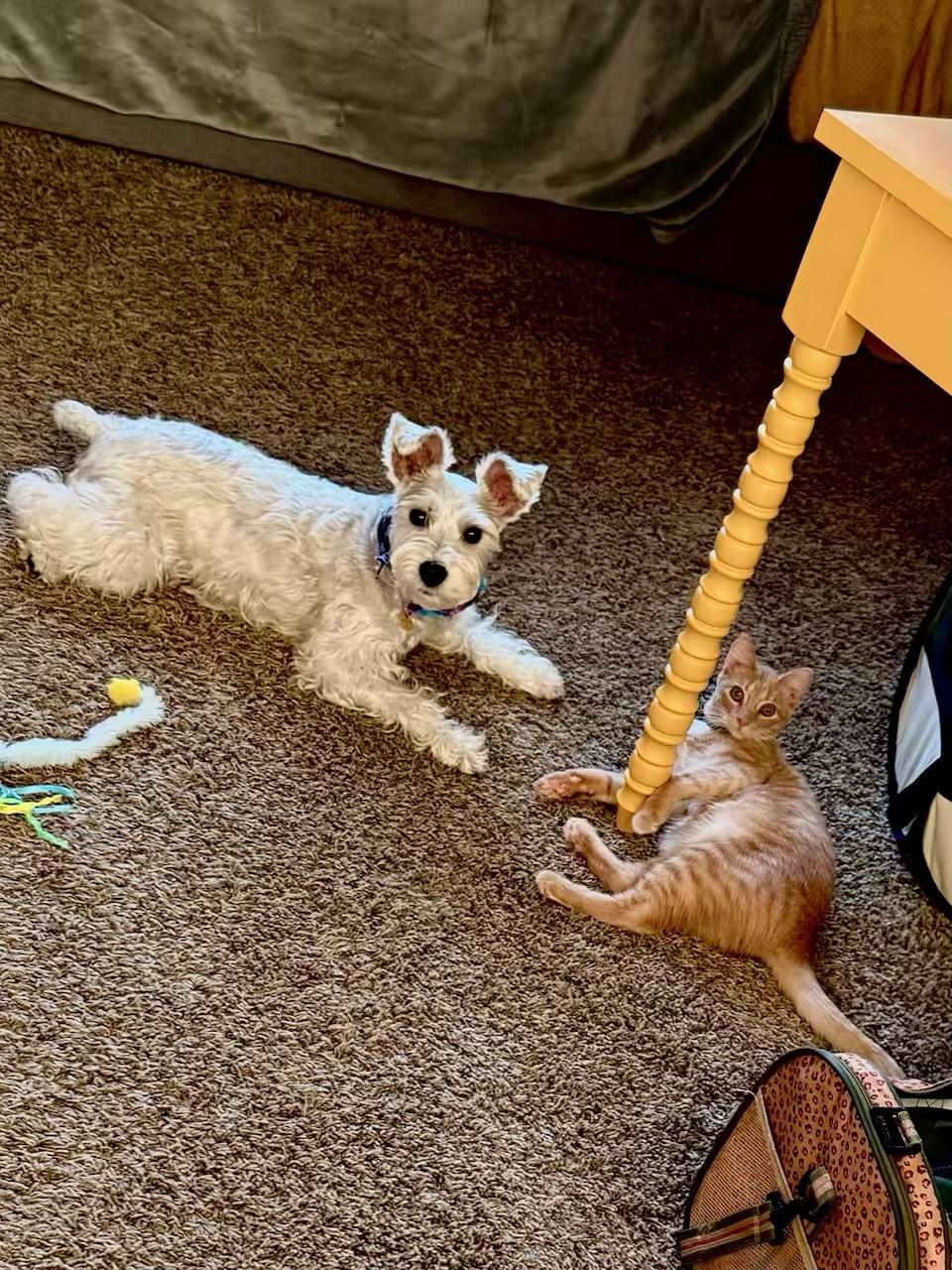 Sunny - Kuykendahl Petsmart — thumbnail 3