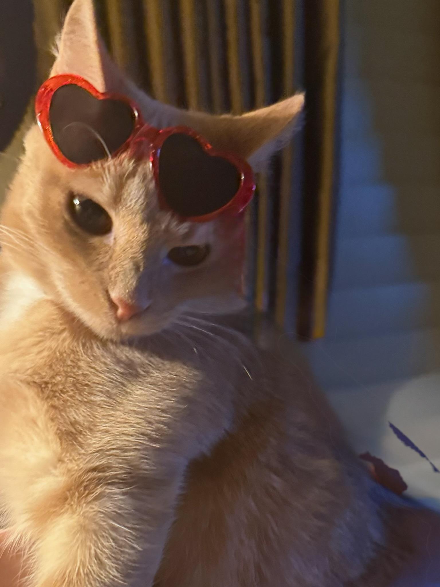 Sunny - Kuykendahl Petsmart — thumbnail 4