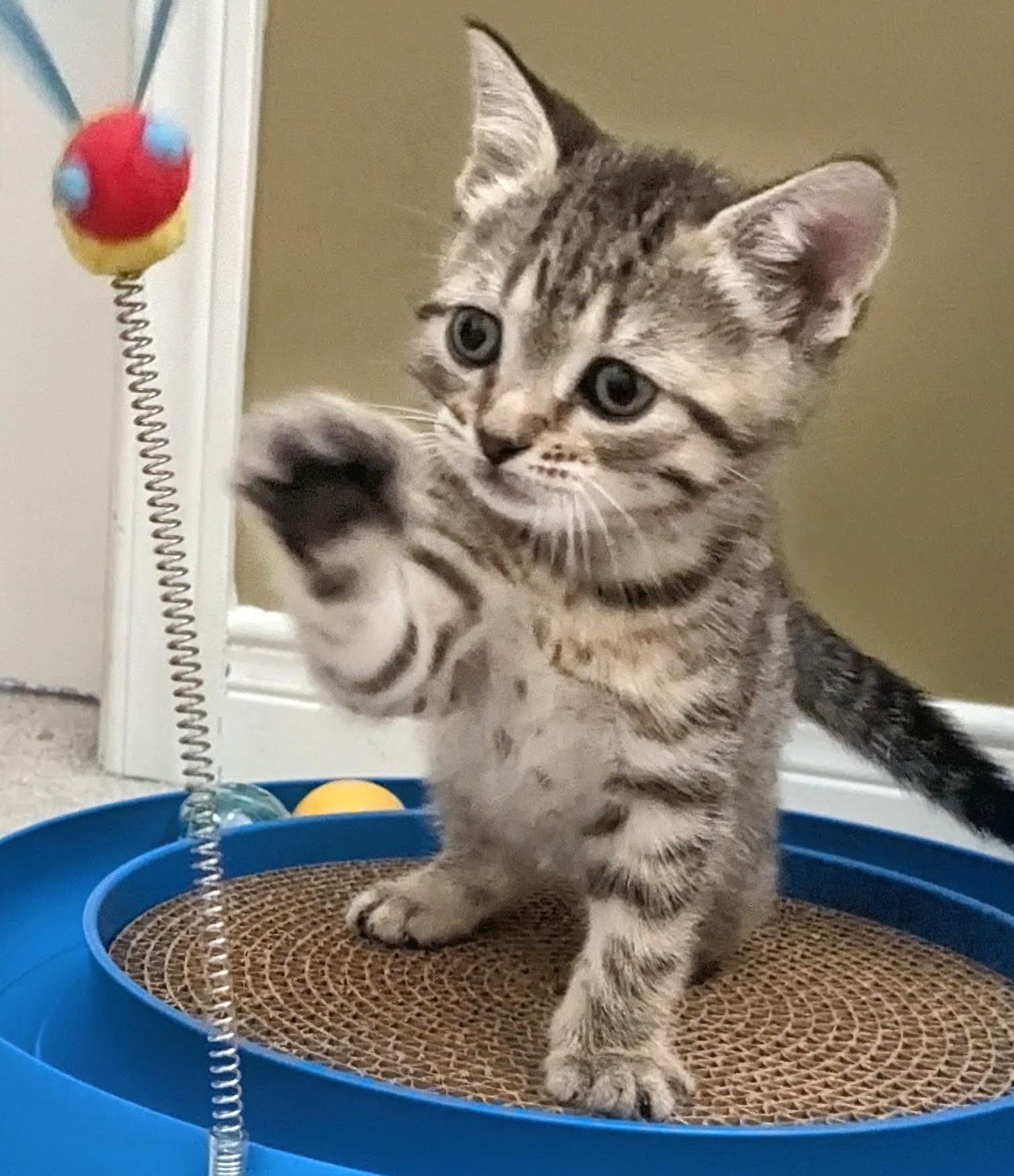 Enlarge KitKat, a Adoptable Tabby in Stoney Creek, ON image 2/4