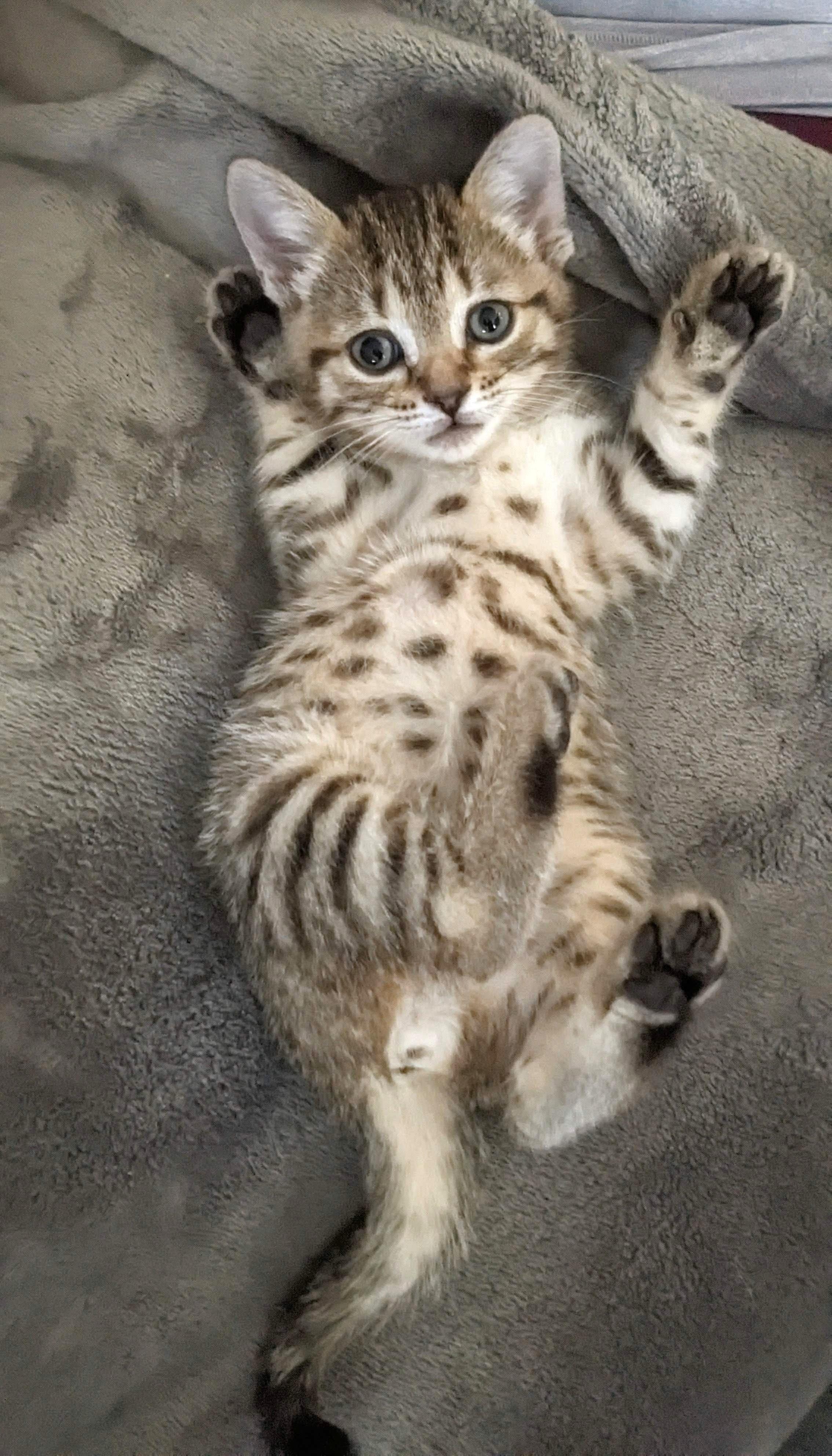 Enlarge KitKat, a Adoptable Tabby in Stoney Creek, ON image 1/4