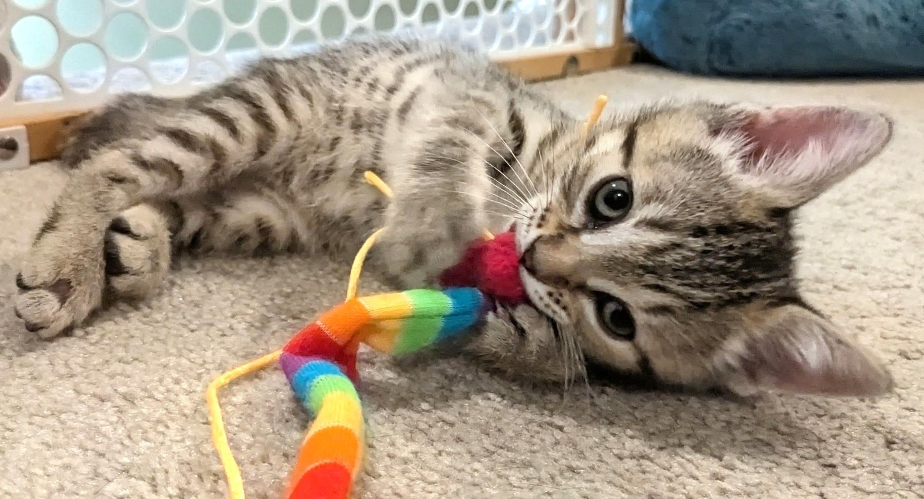 Enlarge KitKat, a Adoptable Tabby in Stoney Creek, ON image 3/4