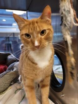 Enlarge Hamilton, a Adoptable Domestic Short Hair in Winchester, VA image 1/5