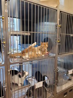 Enlarge Hamilton, a Adoptable Domestic Short Hair in Winchester, VA image 5/5