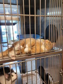 Enlarge Hamilton, a Adoptable Domestic Short Hair in Winchester, VA image 3/5