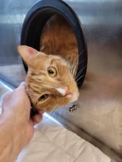 Enlarge Hamilton, a Adoptable Domestic Short Hair in Winchester, VA image 2/5