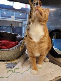 Enlarge Hamilton, a Adoptable Domestic Short Hair in Winchester, VA image 4/5