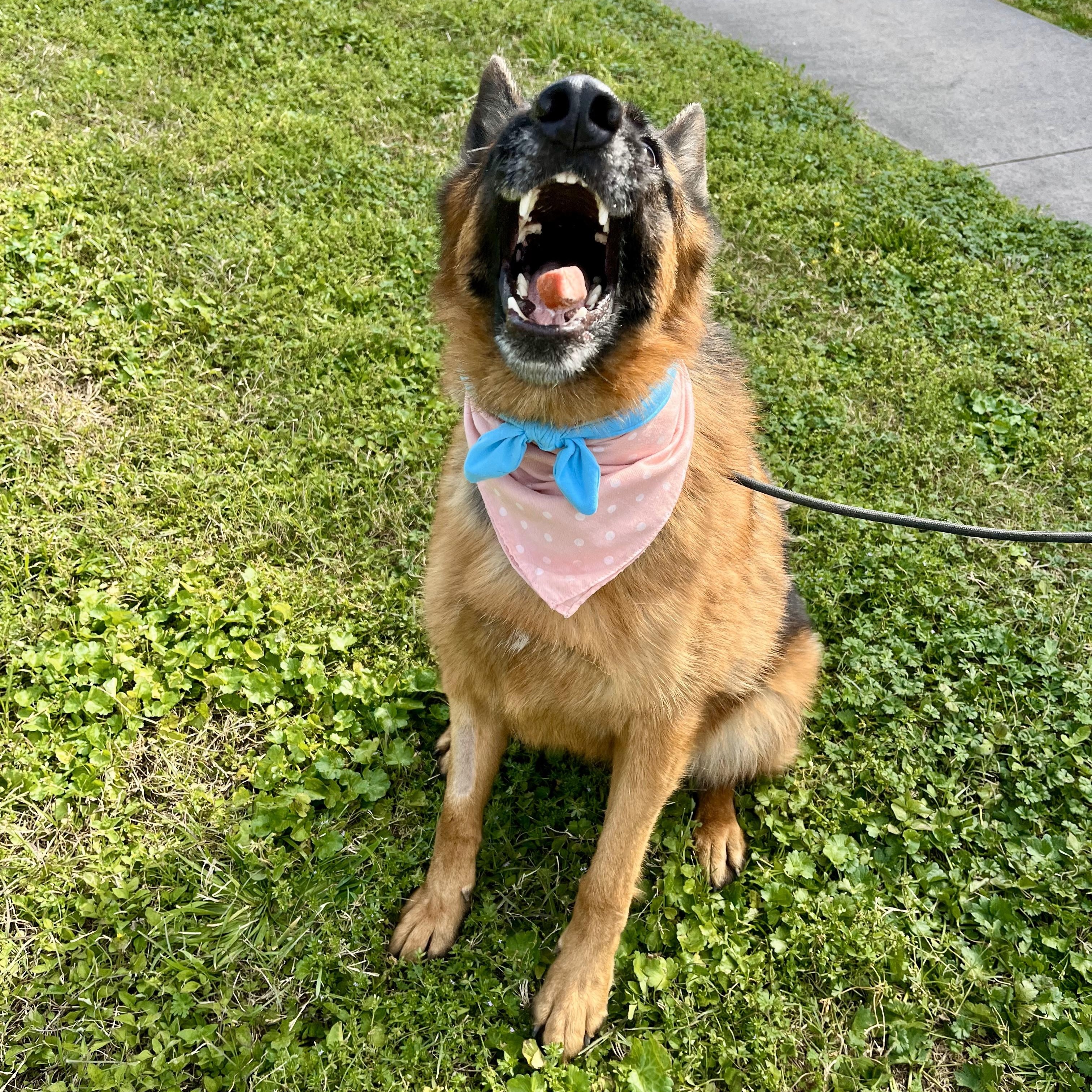 Blueberry — thumbnail 3