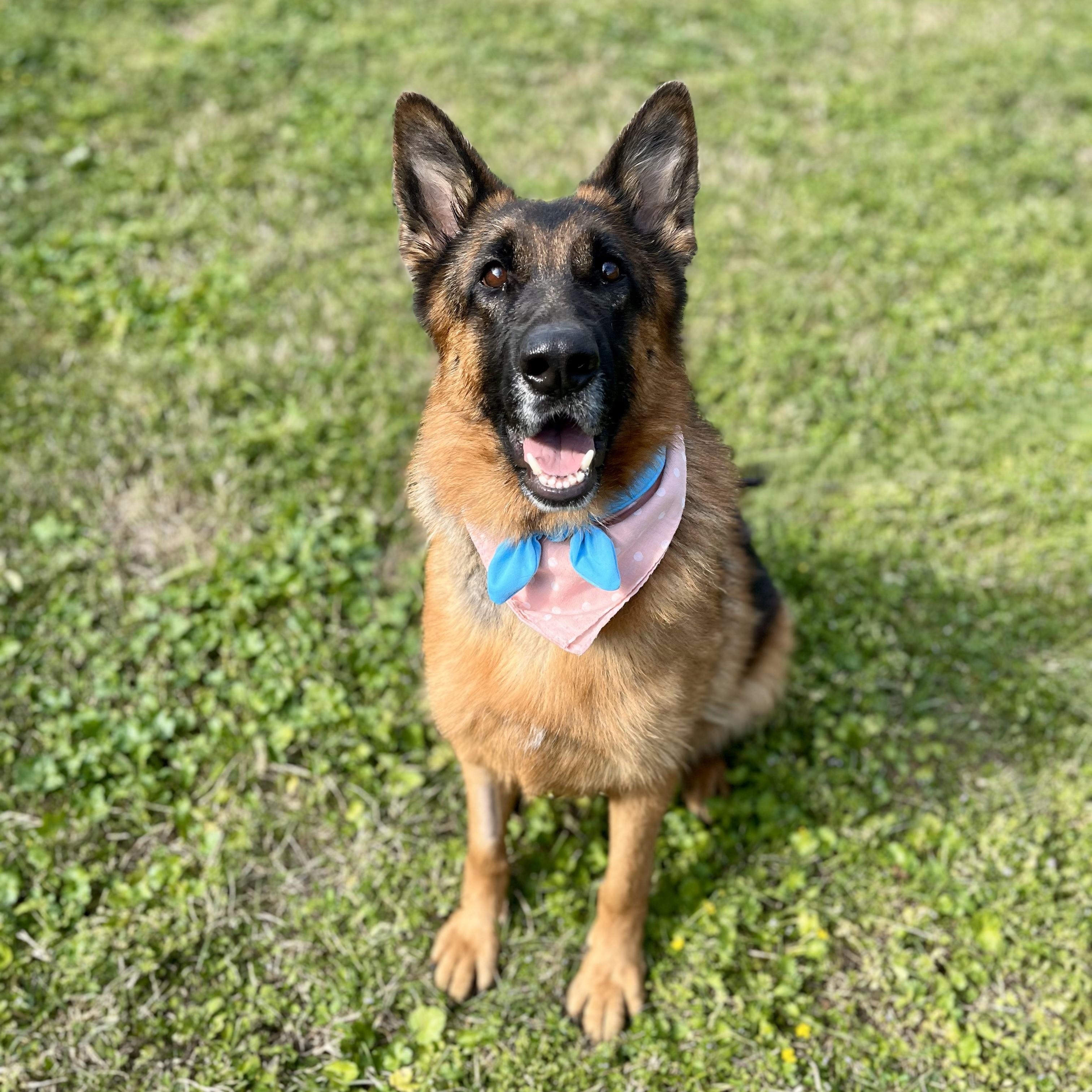 Blueberry — thumbnail 4