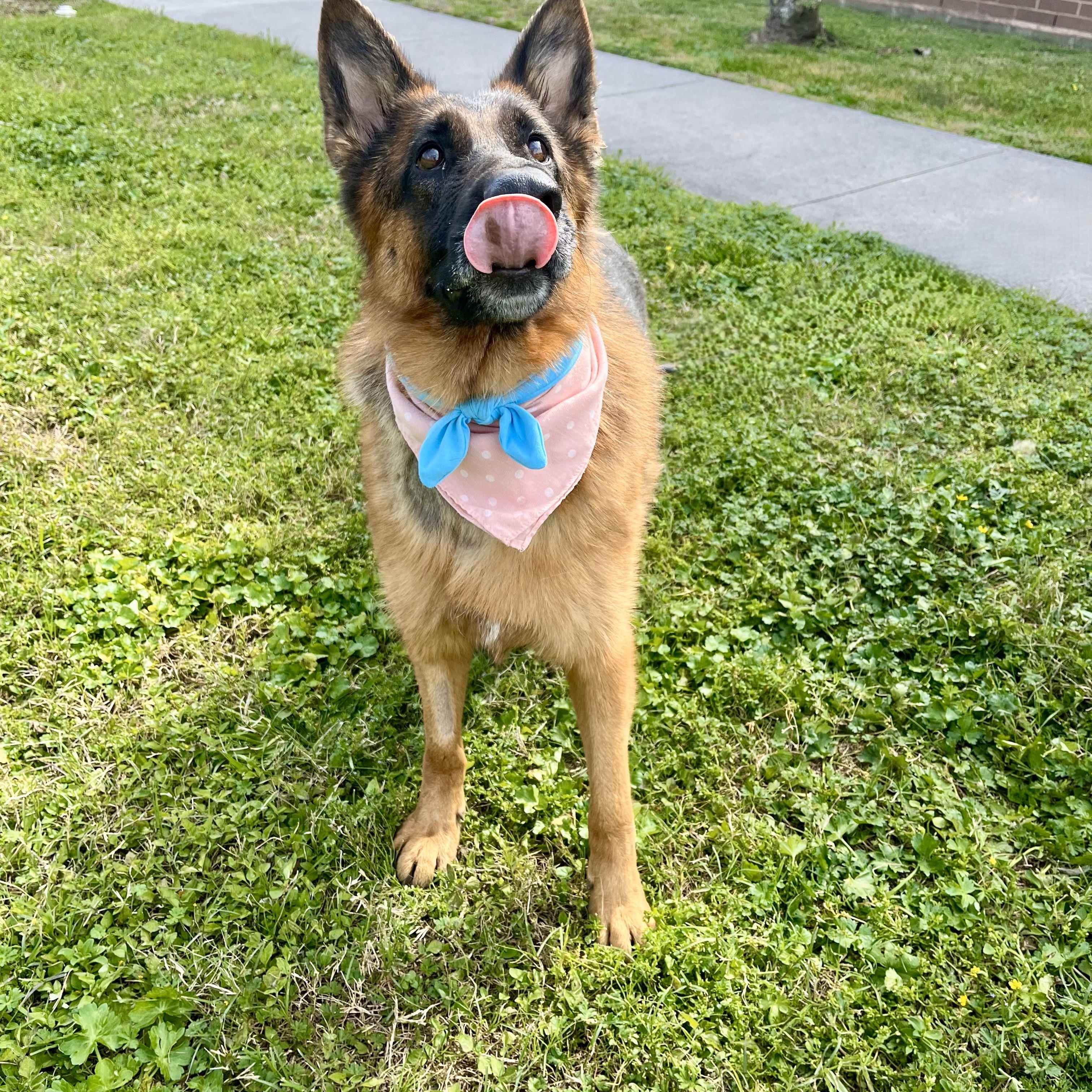 Blueberry — thumbnail 5